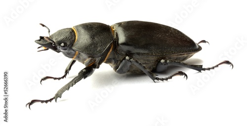 Female stag beetle macro - Lucanus cervus