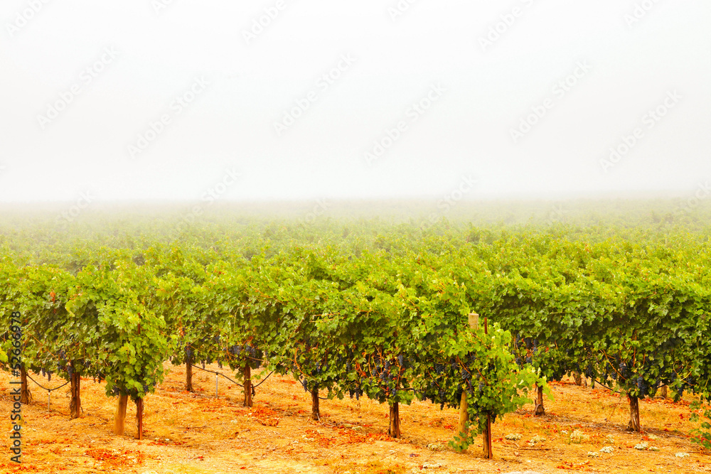 Vineyard of winery in the mist at dawn. Napa Valley, California,