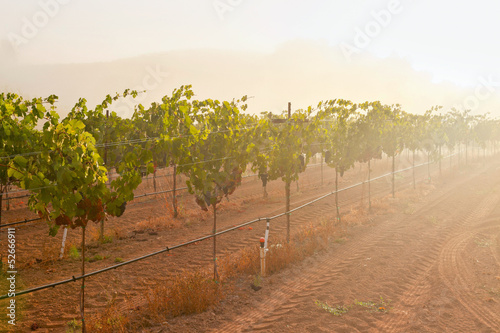 Vineyard of winery in the mist at dawn. Napa Valley, California,