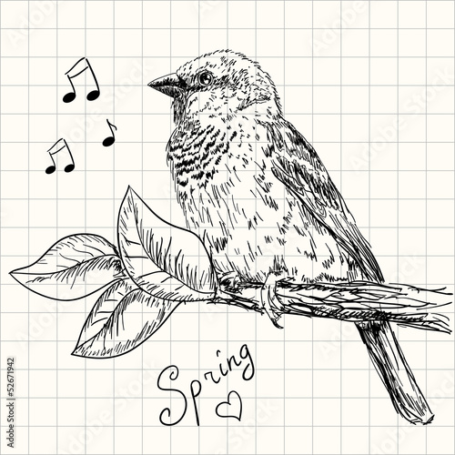 sparrow