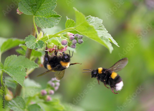 Fototapet two bumblebee in the flower