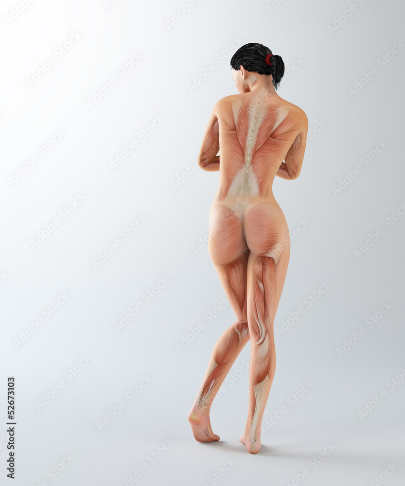 Fototapeta premium Female anatomy