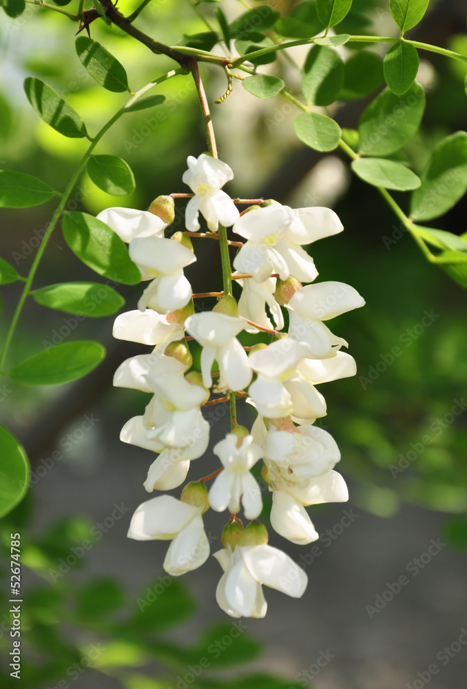 Obraz premium Acacia flowers