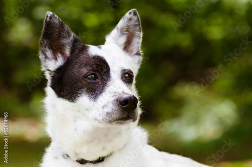 Portrait of blue heeler or Australian cattle dog with copy space