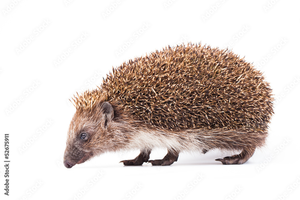 Obraz premium wild hedgehog isolated on white