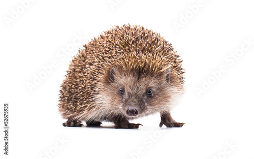 wild hedgehog isolated on white