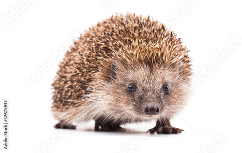 wild hedgehog isolated on white photo