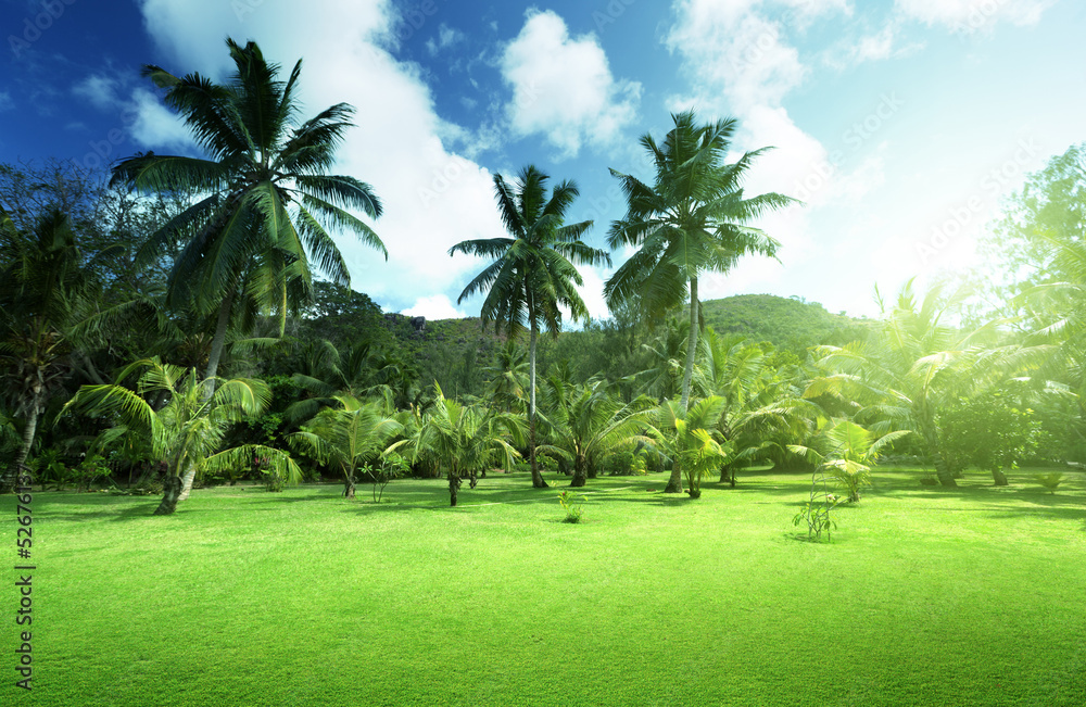 field of grass and coconut palms on Praslin island, Seychelles