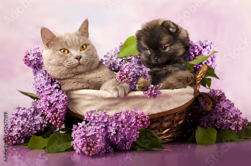 Fototapeta Naklejka Na Ścianę i Meble -  spitz puppy and cat, cat and dog