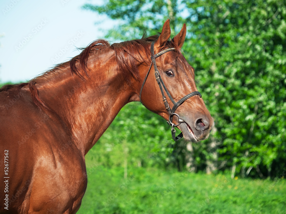 Motion portrait of chestnut Trakehner stallion Motion portrait of chestnut Trakehner stallion