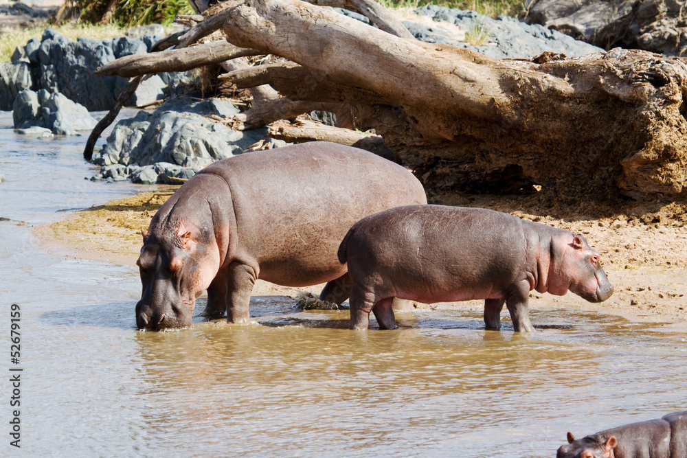 Mom & young hippo