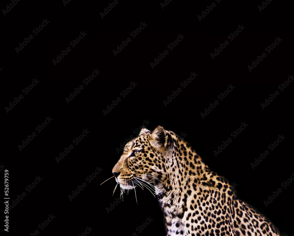 Fototapeta premium Leopard