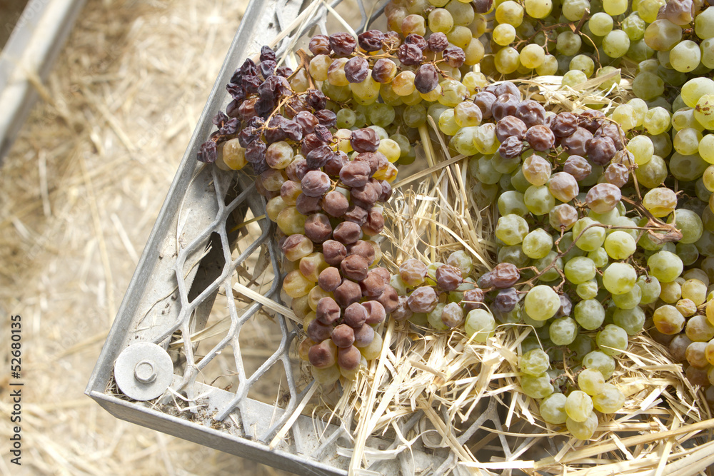 custom made wallpaper toronto digitalDrying Grapes