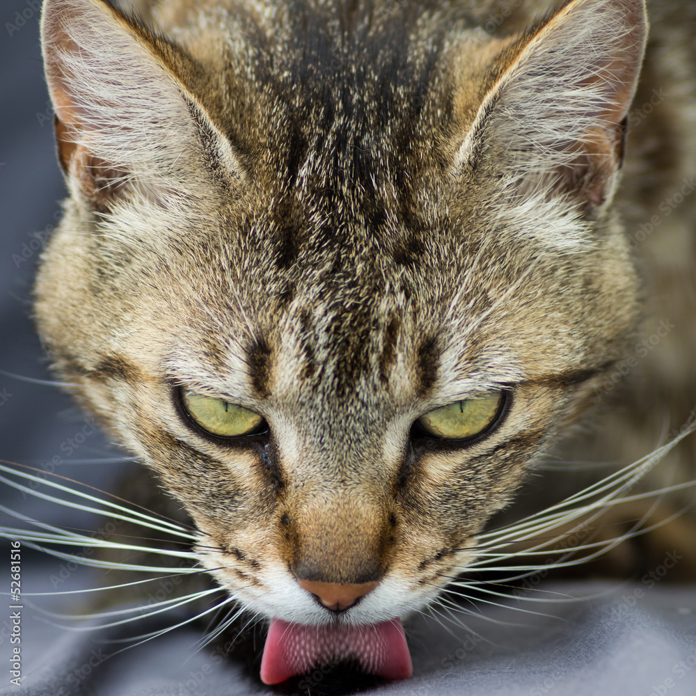 chat faisant sa toilette chat faisant sa toilette