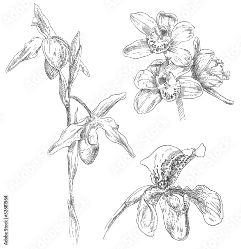 Fototapeta Naklejka Na Ścianę i Meble -  Hand drawing orchid flower
