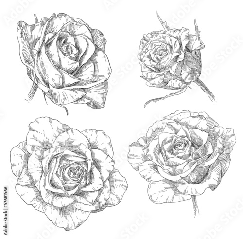 Hand drawing rose flower blossom