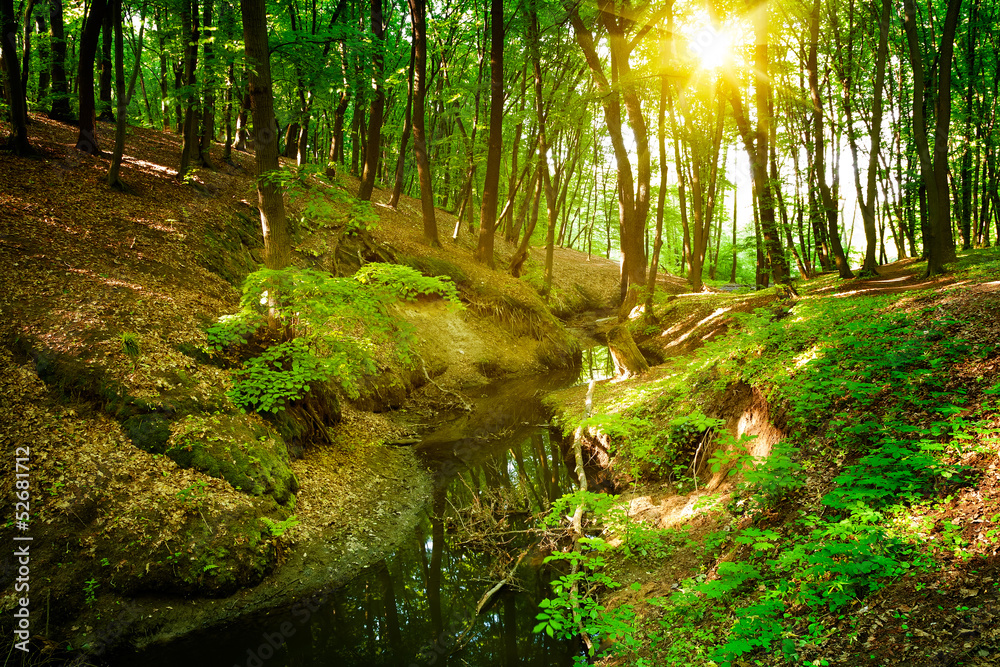 Fototapeta premium Forest river