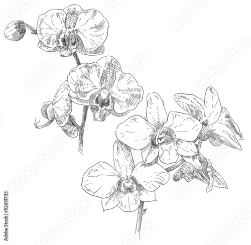 Fototapeta Naklejka Na Ścianę i Meble -  Hand drawn orchid flower