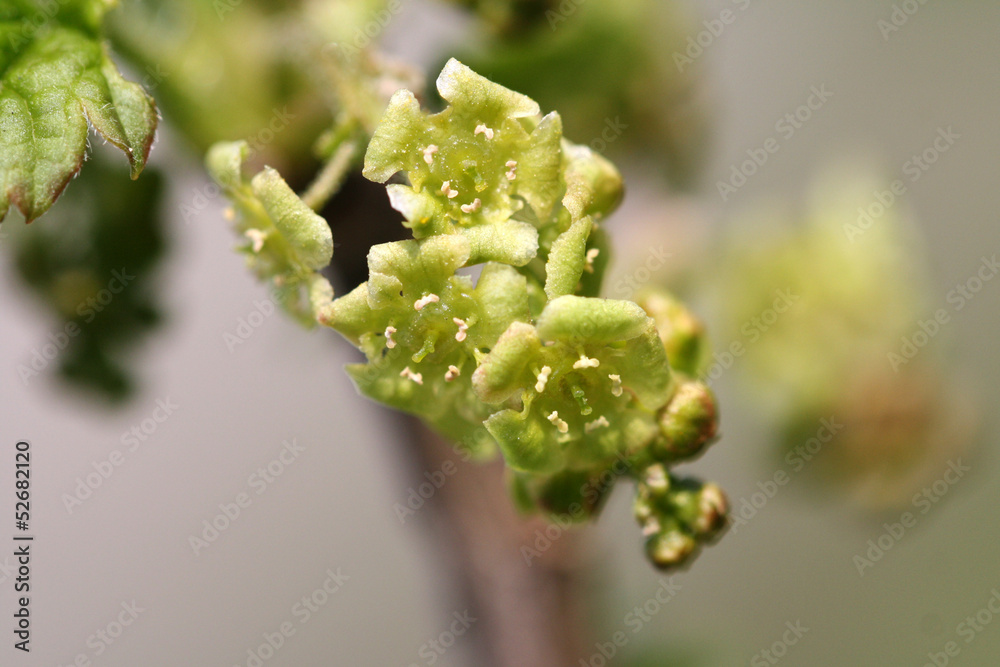 Flowers and leaves of a flowering currant. Yellow flowering currant blossom. Ribes sanguineum. Close up with macro focus. Flowers and leaves of a flowering currant. Yellow flowering currant blossom. Ribes sanguineum. Close up with macro focus.