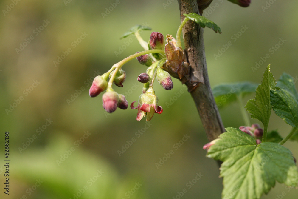 Fototapeta premium Flowers and leaves of a flowering currant. Red flowering currant blossom. Ribes sanguineum. Close up with macro focus.