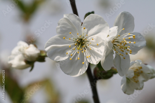 Fototapeta Naklejka Na Ścianę i Meble -  Spring, cherry-tree flowers bloom on the branches, macro photography in nature.