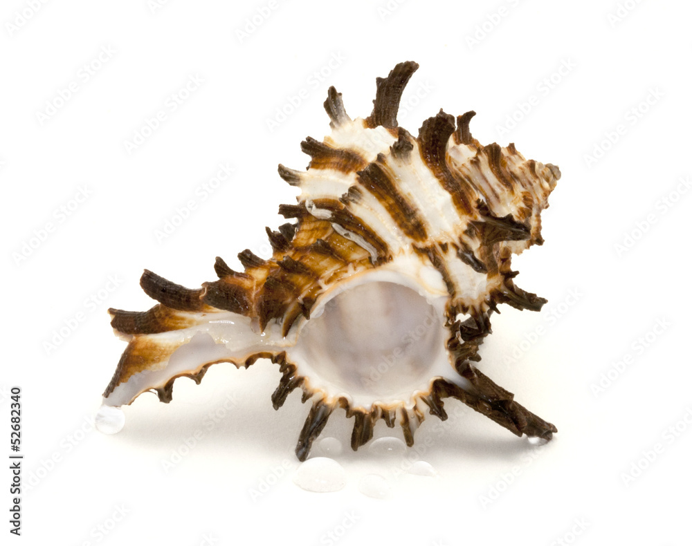 Shell on white background with water drops Shell on white background with water drops