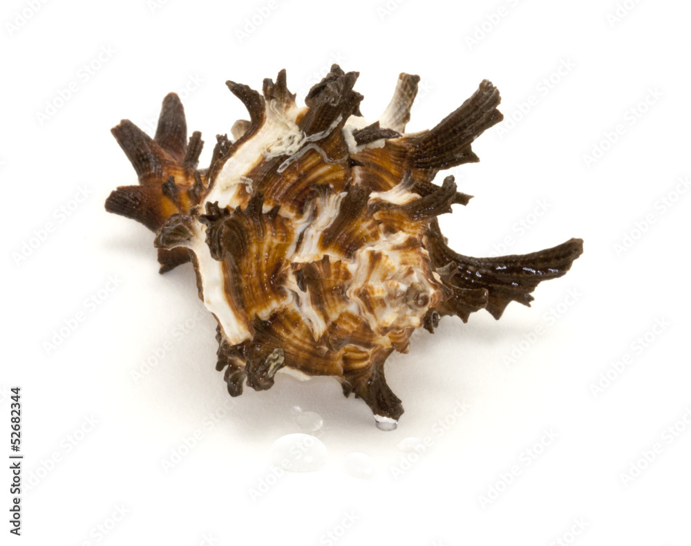 Shell on white background with water drops Shell on white background with water drops