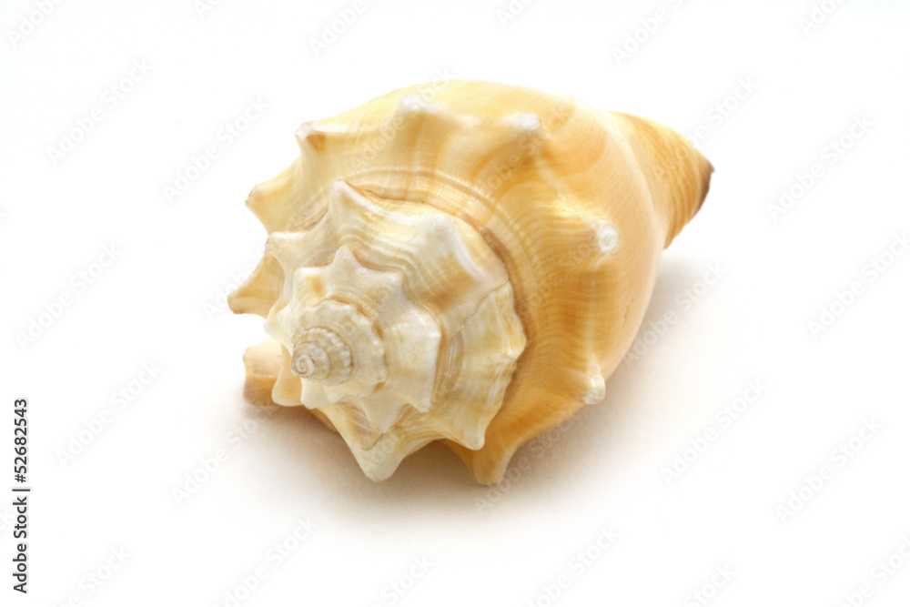 Shell on white background Shell on white background