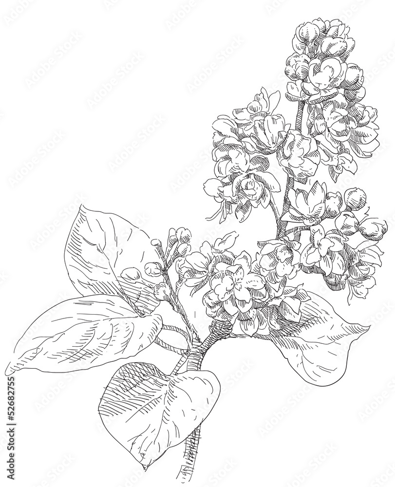 Top more than 140 lilac flower sketch best