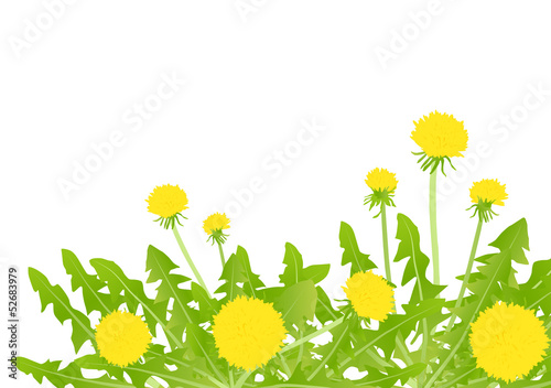 Dandelion flower vector background card