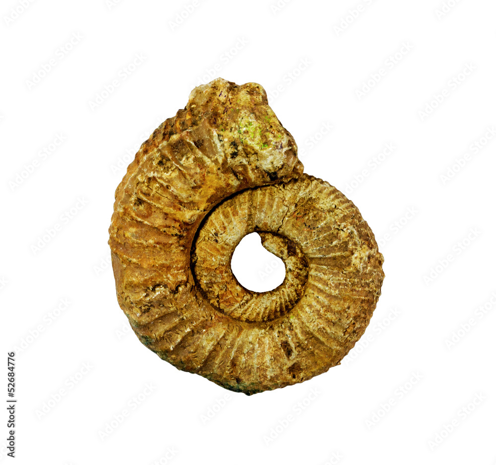 Ammonites fossil on whte background Ammonites fossil on whte background