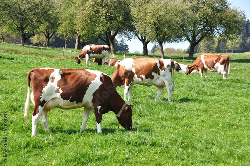 Cows in Emmental region, Switzerland