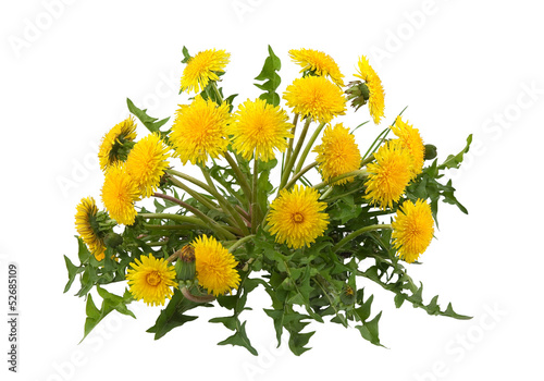Dandelion isolated on white background