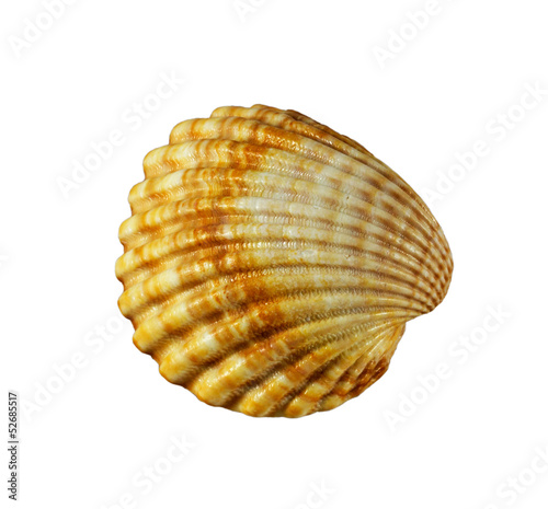 Scallops shell on white background