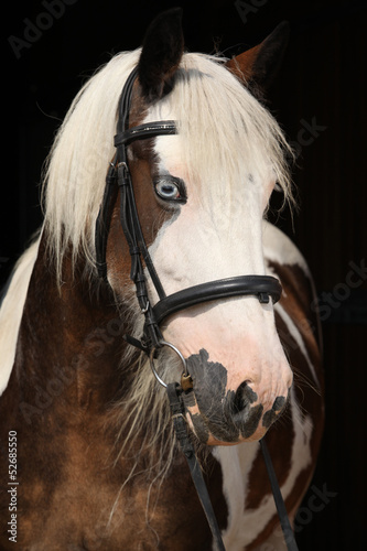 Fototapeta Naklejka Na Ścianę i Meble -  Nice irish cob on black background