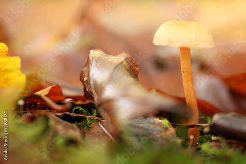 petit champignon, coprin photo