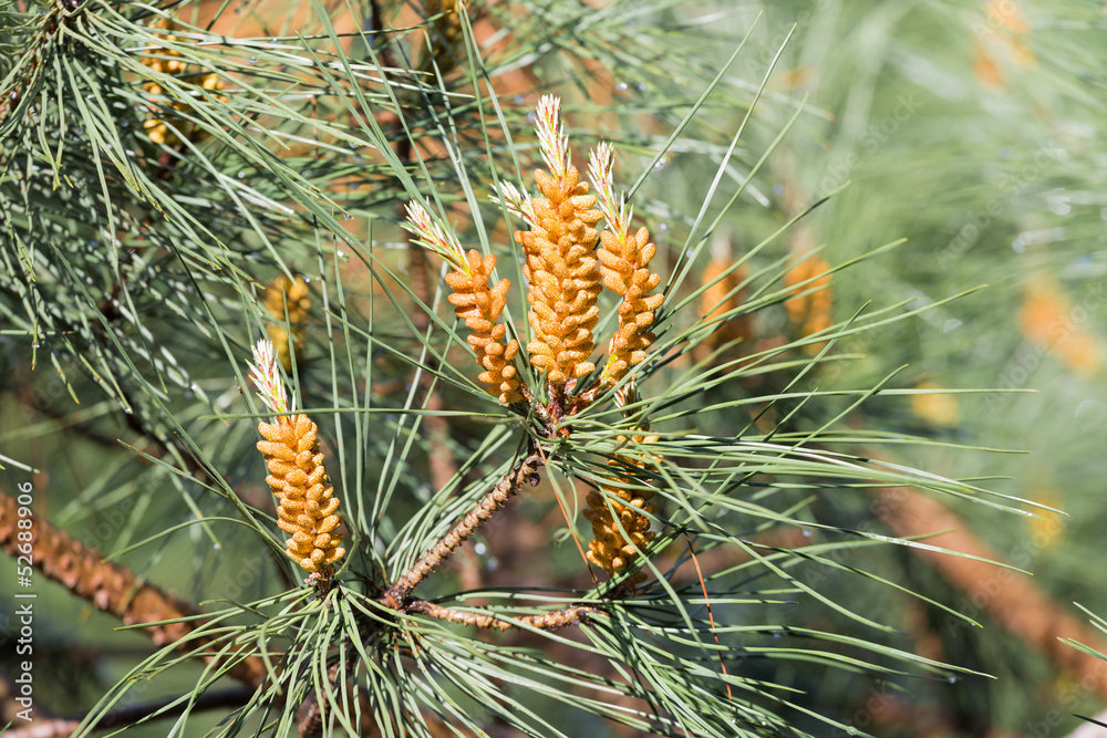 Needles of a pine tree (Pinus sylvestris) Needles of a pine tree (Pinus sylvestris)