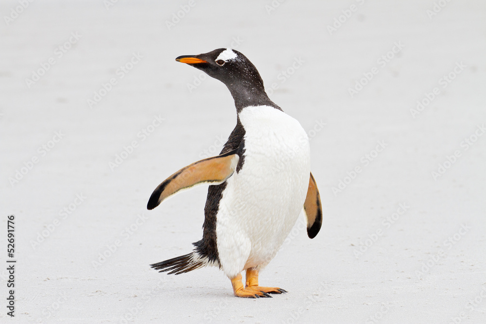 Naklejka premium Gentoo penguin, Falkland Islands