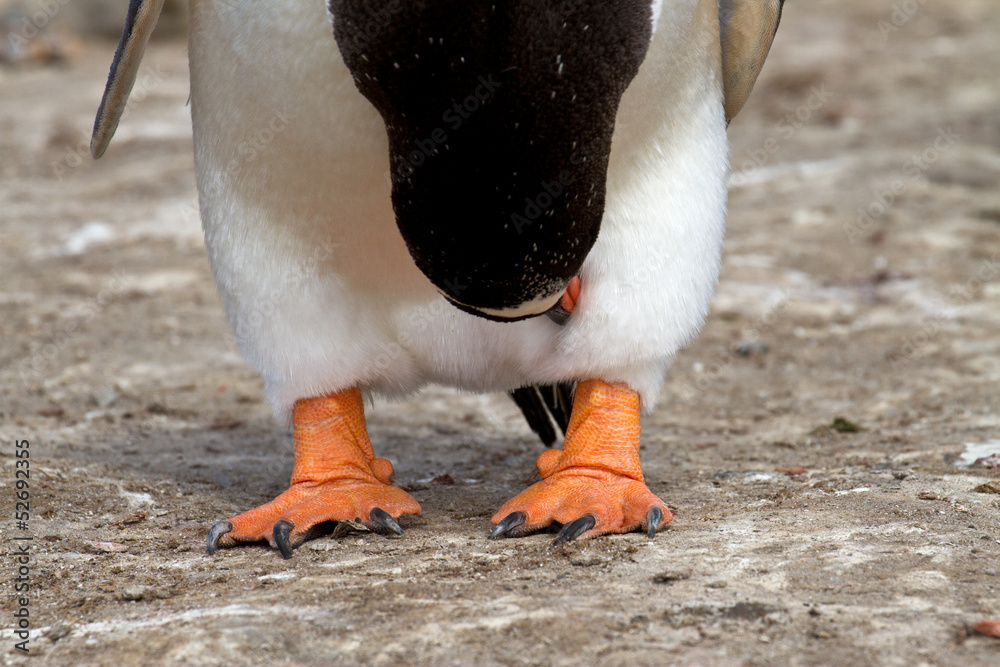 Obraz premium Gentoo penguin feet