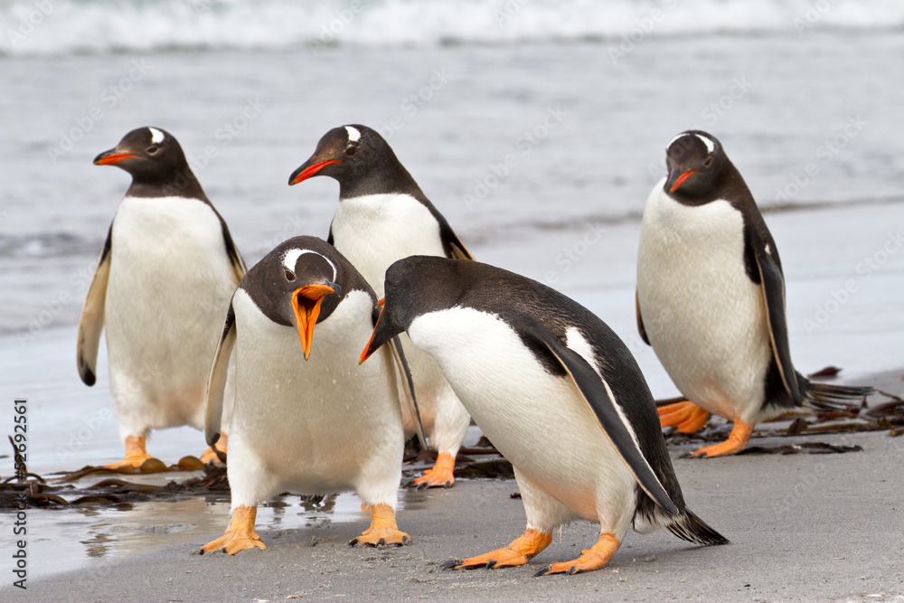 Fototapeta premium Gentoo Penguins are fighting