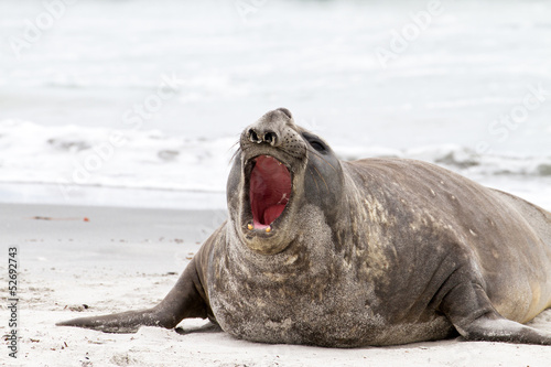 Southern elephant seal is crying around
