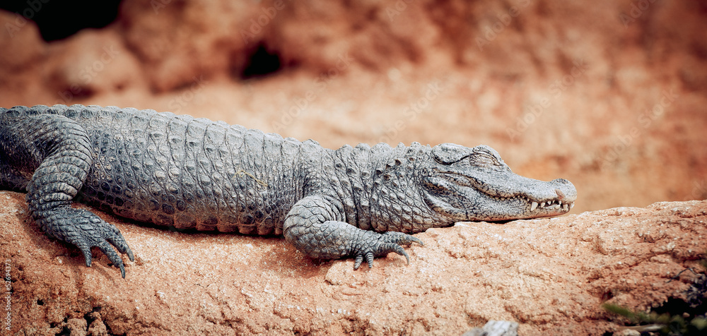 Crocodile du Nil allongé Crocodile du Nil allongé