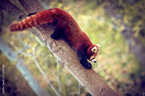Fotografie Panda roux qui descend d'un arbre