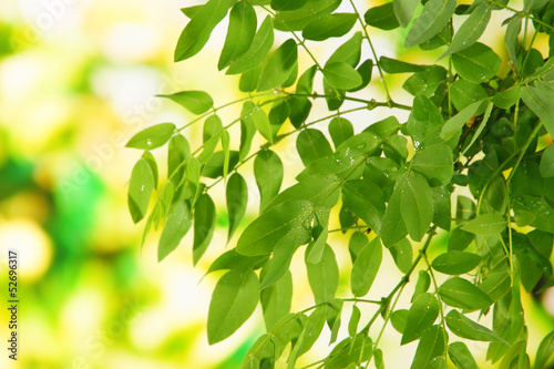 Green leaves on bright background