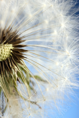 Beautiful dandelion with seeds on blue background