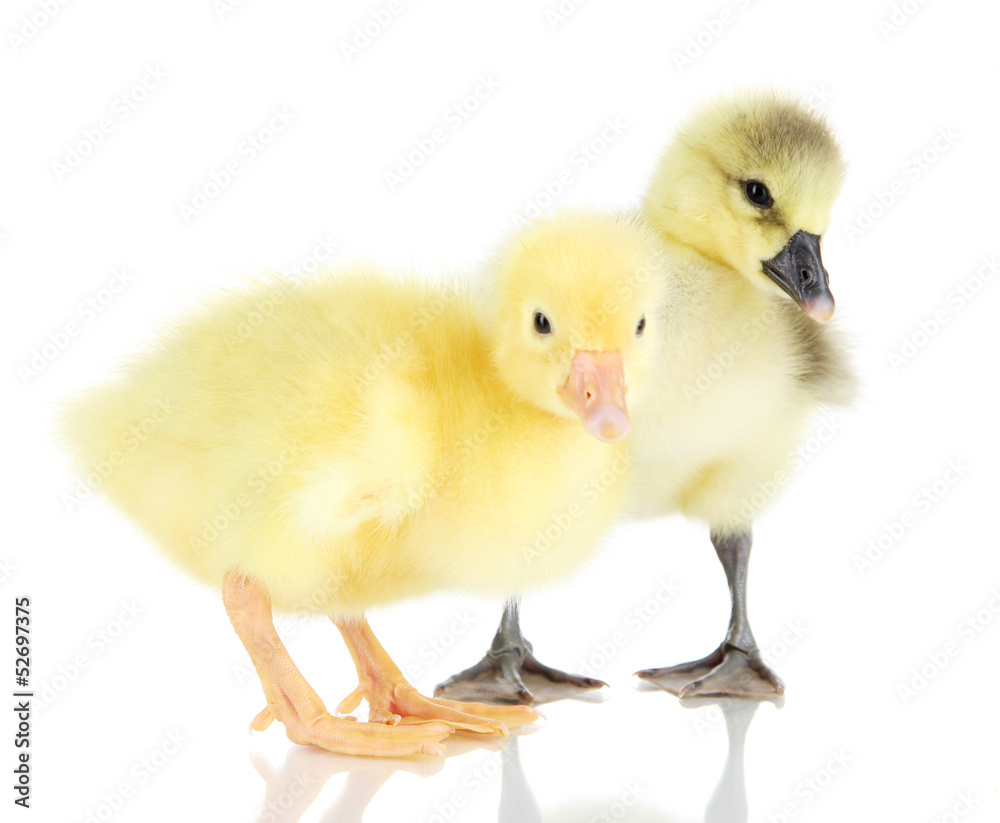 Little ducklings isolated on white Little ducklings isolated on white
