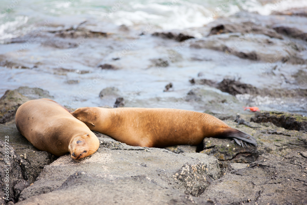 Fototapeta premium Sea lions