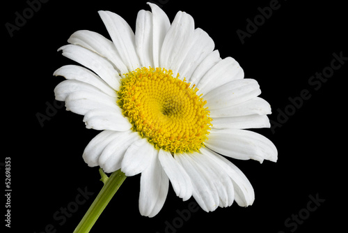 Oxeye Daisy