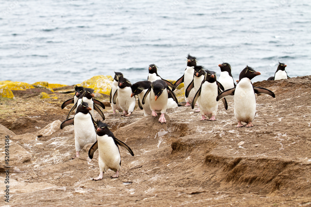 Naklejka premium Rockhopper Penguins walking uphill