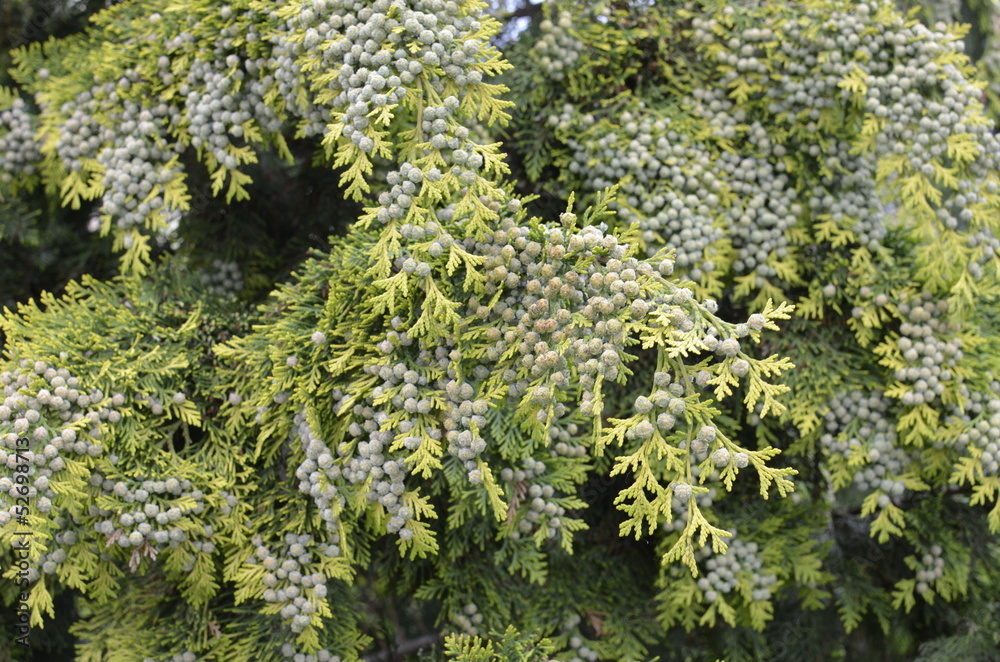 Fototapeta premium Green Cones on Thuja Branch